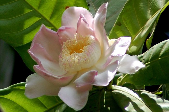 Majestic Heaven Lotus.jpg